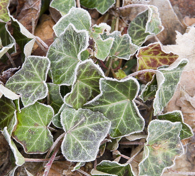 霜藤叶(Hedera helix)